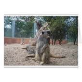 Marvelous Meerkats (Front Horizontal)