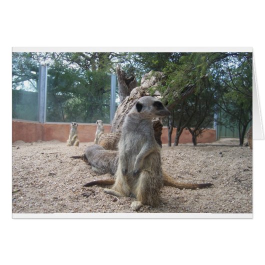 Marvelous Meerkats Cards (Front Horizontal)