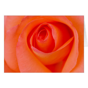 Marvelous Orange Rose Bud Cards