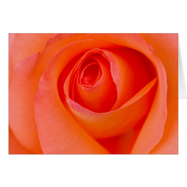 Marvelous Orange Rose Bud Cards (Front Horizontal)
