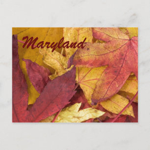 Maryland Autumn Leaves Postcard