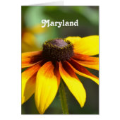 Maryland Black Eyed Susan (Front)