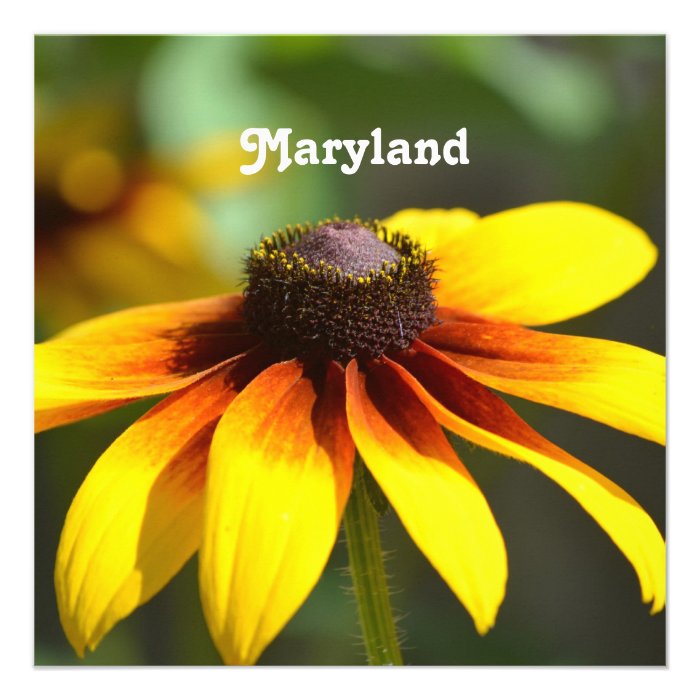 Maryland Black Eyed Susan Personalized Invitation