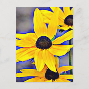 Maryland Black Eyed Susan Postcard