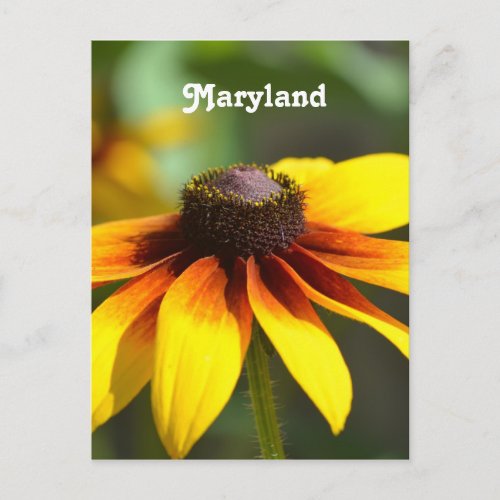 Maryland Black Eyed Susan Postcard