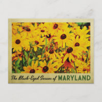 Maryland Black-Eyed Susans