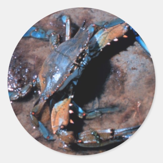 Maryland Blue Crab Classic Round Sticker (Front)