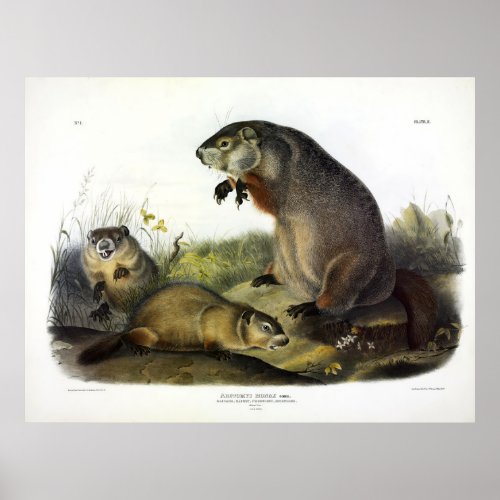 Maryland Marmot Woodchuck Groundhog by Audubon Poster