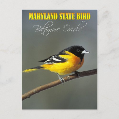 Maryland State Bird _ Baltimore Oriole Postcard