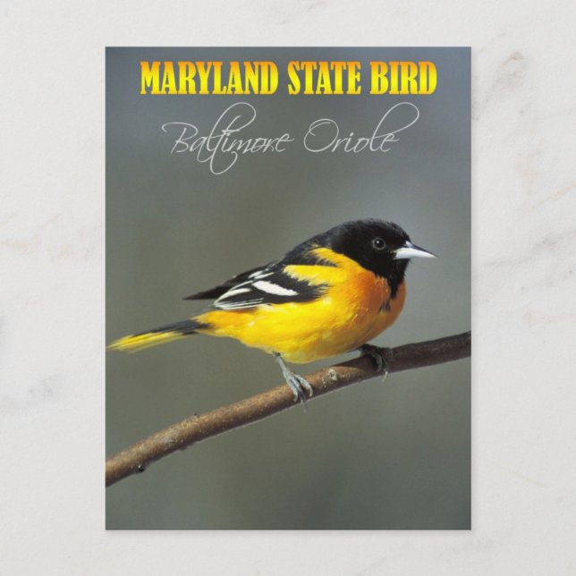 Maryland State Bird - Baltimore Oriole Postcard (Front)