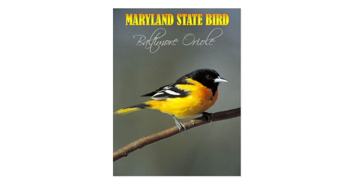 maryland state bird baltimore oriole postcard zazzle com maryland state bird baltimore oriole postcard zazzle com