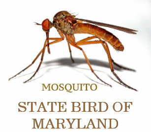 maryland state bird t shirts shirt designs zazzle