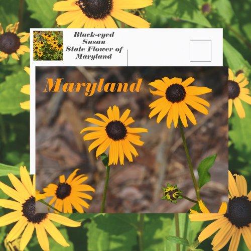 Maryland State Flower Black_eyed Susan Photo Postcard