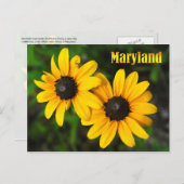 Maryland State Flower: Black-eyed Susan Postcard (Front/Back)