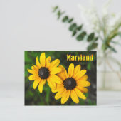 Maryland State Flower: Black-eyed Susan Postcard (Standing Front)