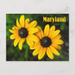 Maryland State Flower: Black-eyed Susan Postcard at Zazzle