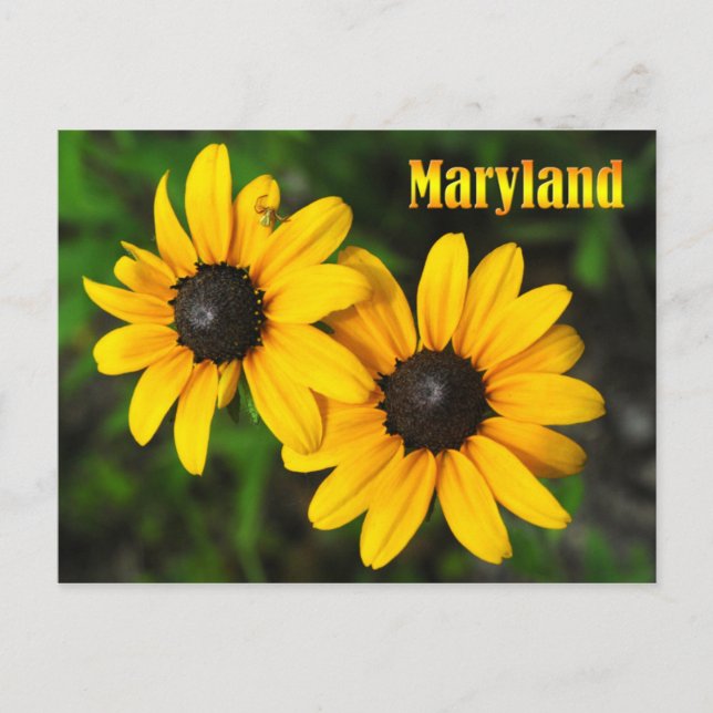 Maryland State Flower: Black-eyed Susan Postcard (Front)