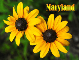 maryland state flower gifts on zazzle