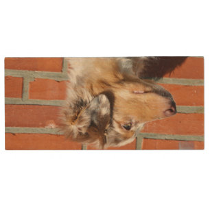 MAS red merle Wood Flash Drive