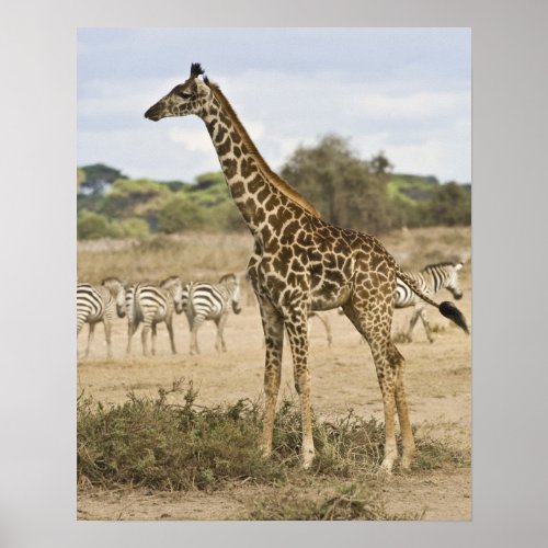 Masai Giraffe and Common Zebra at Amboseli NP Poster