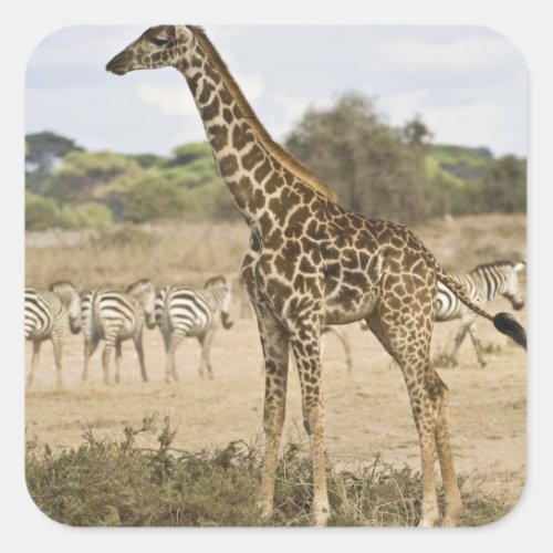 Masai Giraffe and Common Zebra at Amboseli NP Square Sticker