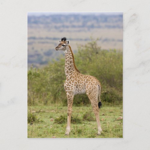 Masai Giraffe Giraffa camelopardalis 2 Postcard