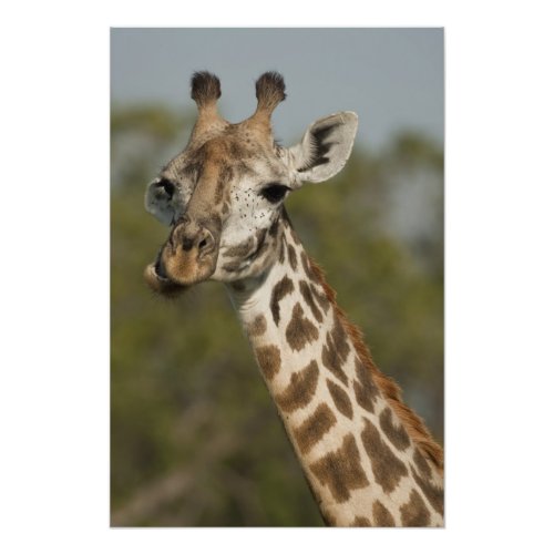 Masai Giraffe Giraffa camelopardalis Photo Print