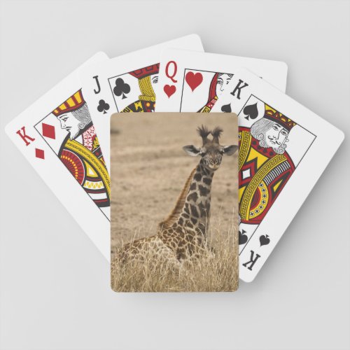 Masai Giraffe Giraffa camelopardalis resting Poker Cards