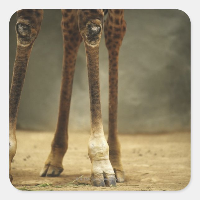 Masai giraffe, low angle view of legs, Giraffa Square Sticker (Front)
