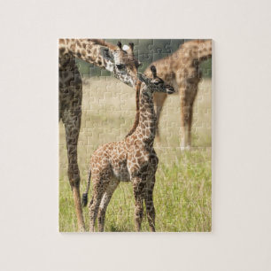 Masai giraffes, Giraffa camelopardalis 2 Jigsaw Puzzle