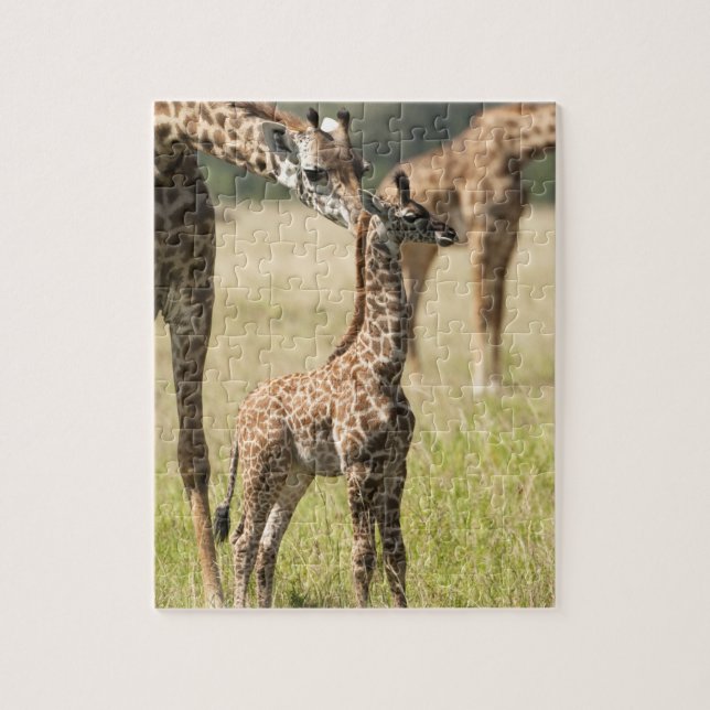 Masai giraffes, Giraffa camelopardalis 2 Jigsaw Puzzle (Vertical)