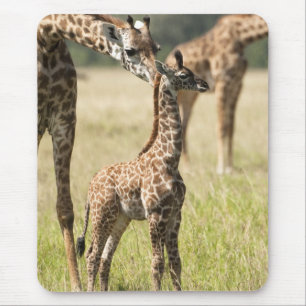 Masai giraffes, Giraffa camelopardalis 2 Mouse Pad