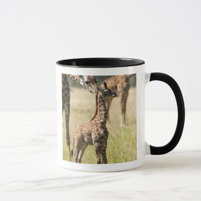 Masai giraffes, Giraffa camelopardalis 2 Mug (Right)