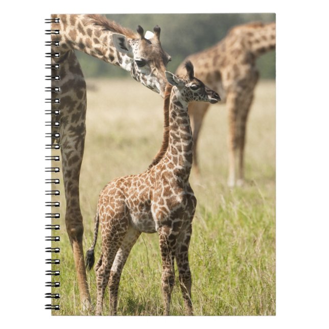 Masai giraffes, Giraffa camelopardalis 2 Notebook (Front)