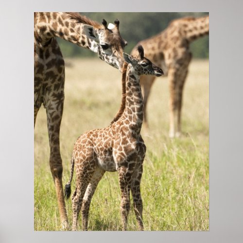 Masai giraffes Giraffa camelopardalis 2 Poster