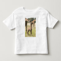 Masai giraffes, Giraffa camelopardalis 2