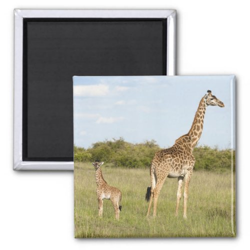 Masai giraffes Giraffa camelopardalis 3 Magnet