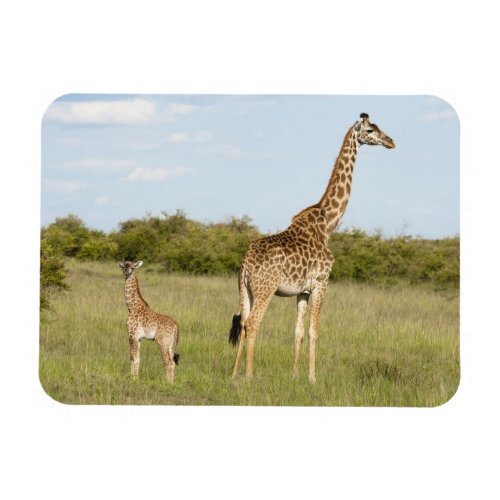 Masai giraffes Giraffa camelopardalis 3 Magnet