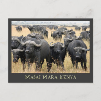 Masai Mara African Buffaloes Kenya Postcard