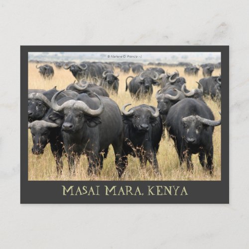 Masai Mara African Buffaloes Kenya Postcard