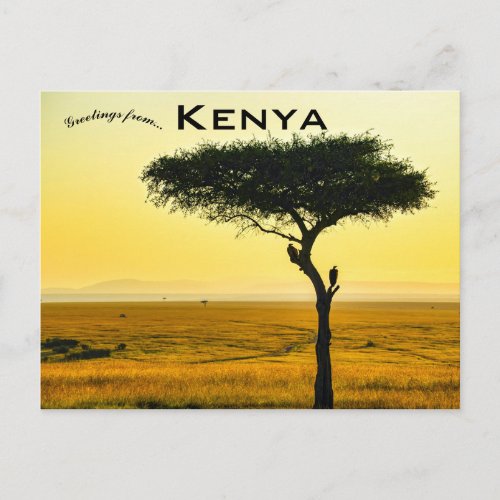 Masai Mara National Reserve in Kenya Postcard