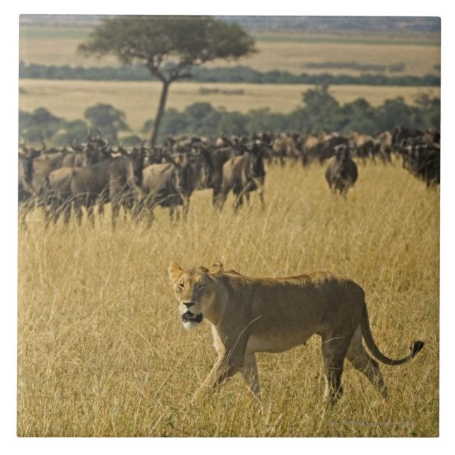 Masai Mara National Reserve, Kenya, Africa Ceramic Tile (Front)