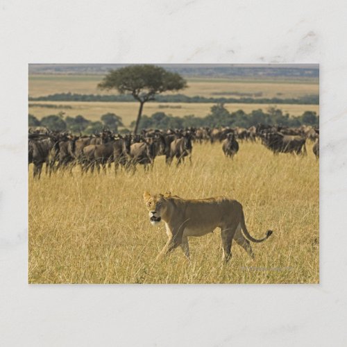Masai Mara National Reserve Kenya Africa Postcard