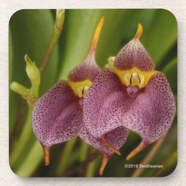 Masdevallia Beverage Coaster (Front)
