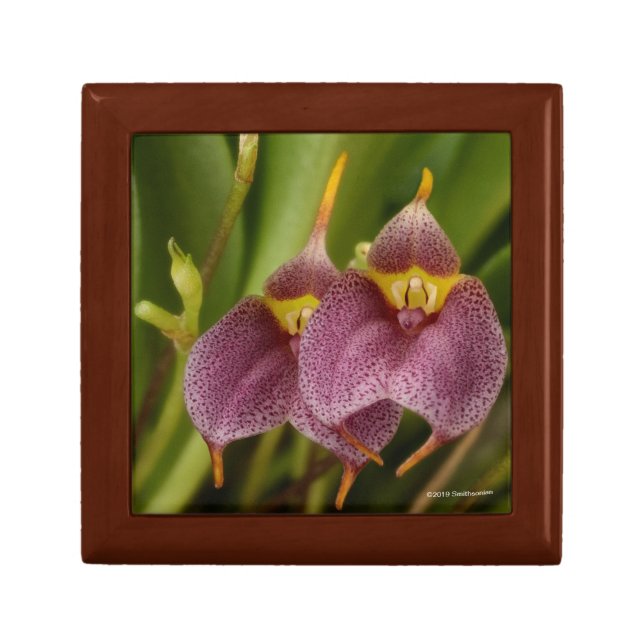 Masdevallia Gift Box (Front)