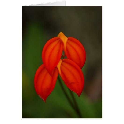 Masdevallia ignea Orchid Cards (Front)