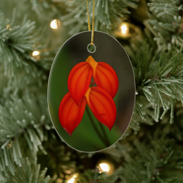 Masdevallia ignea Orchid Ceramic Ornament (Tree)