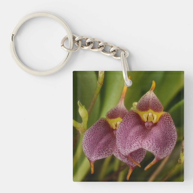 Masdevallia Keychain (Front)