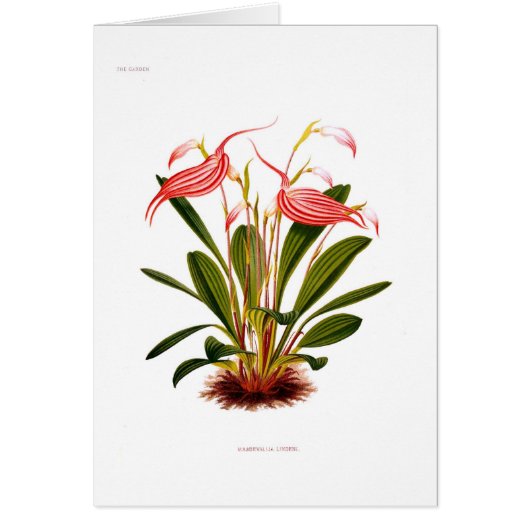 Masdevallia lindeni cards (Front)