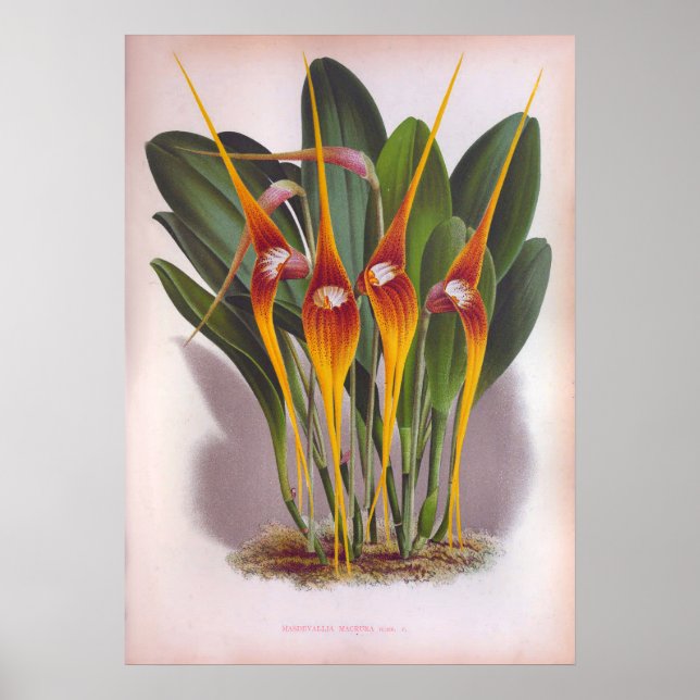 Masdevallia Macura Orange Vintage Orchids Poster (Front)
